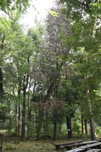 カシノナガキクイイムシによるコナラ被害木