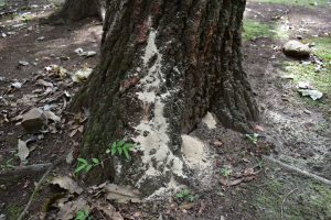 カシノナガキクイイムシによるコナラ被害木